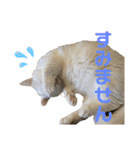 ささみくんだよ（個別スタンプ：12）