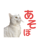 ささみくんだよ（個別スタンプ：13）