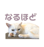 ささみくんだよ（個別スタンプ：14）