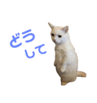 ささみくんだよ（個別スタンプ：16）
