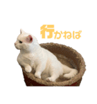 ささみくんだよ（個別スタンプ：17）