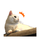ささみくんだよ（個別スタンプ：19）
