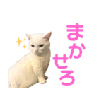 ささみくんだよ（個別スタンプ：20）
