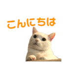ささみくんだよ（個別スタンプ：21）