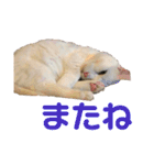ささみくんだよ（個別スタンプ：23）
