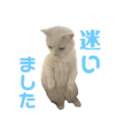 ささみくんだよ（個別スタンプ：26）