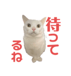 ささみくんだよ（個別スタンプ：27）