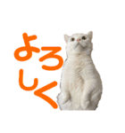 ささみくんだよ（個別スタンプ：31）