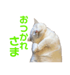 ささみくんだよ（個別スタンプ：32）