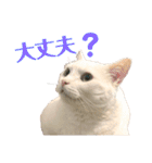 ささみくんだよ（個別スタンプ：34）