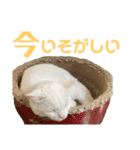 ささみくんだよ（個別スタンプ：35）