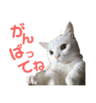 ささみくんだよ（個別スタンプ：38）