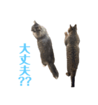 ハウルとチクワ（個別スタンプ：1）