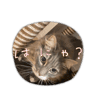 ハウルとチクワ（個別スタンプ：7）