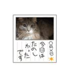 ハウルとチクワ（個別スタンプ：8）