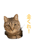 ハウルとチクワ（個別スタンプ：9）