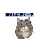 ハウルとチクワ（個別スタンプ：10）