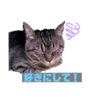 ハウルとチクワ（個別スタンプ：12）