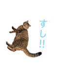 ハウルとチクワ（個別スタンプ：13）