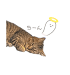 ハウルとチクワ（個別スタンプ：14）