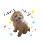 Cheri②（個別スタンプ：17）