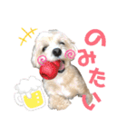 Cheri②（個別スタンプ：20）