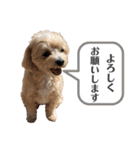 Cheri②（個別スタンプ：21）