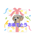 Cheri②（個別スタンプ：35）