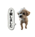 Cheri②（個別スタンプ：37）