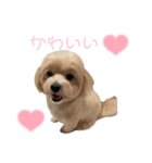 Cheri②（個別スタンプ：38）