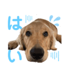 美犬姉妹（個別スタンプ：1）