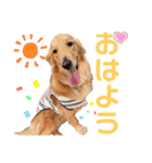 美犬姉妹（個別スタンプ：2）