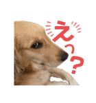 美犬姉妹（個別スタンプ：3）
