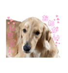 美犬姉妹（個別スタンプ：5）
