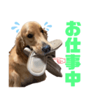 美犬姉妹（個別スタンプ：6）