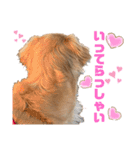 美犬姉妹（個別スタンプ：8）