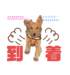 美犬姉妹（個別スタンプ：9）