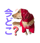 美犬姉妹（個別スタンプ：12）