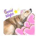 美犬姉妹（個別スタンプ：13）