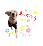 美犬姉妹（個別スタンプ：15）