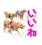 美犬姉妹（個別スタンプ：16）