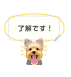 ヨーキー メッセージ（日本語）1/2（個別スタンプ：3）