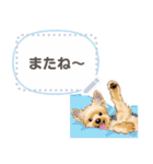 ヨーキー メッセージ（日本語）1/2（個別スタンプ：24）