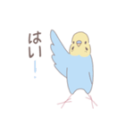 敬語デカ文字！セキセイインコのスタンプ（個別スタンプ：24）