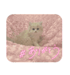 さくらちゃん＆そらくん（個別スタンプ：1）