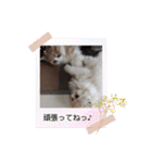 さくらちゃん＆そらくん（個別スタンプ：12）