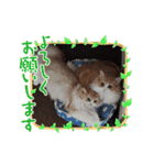 さくらちゃん＆そらくん（個別スタンプ：36）