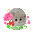 さくらちゃん＆そらくん（個別スタンプ：37）