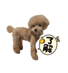 PKM☆（個別スタンプ：4）