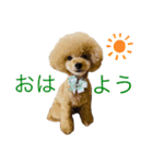 PKM☆（個別スタンプ：9）